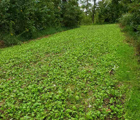 QP Food Plot