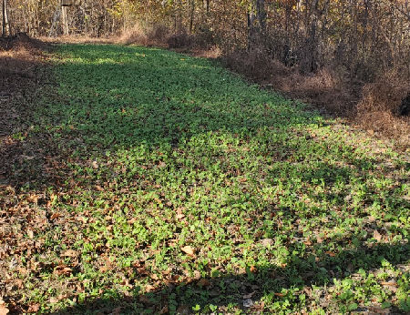 Quad Pod Plot