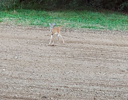 PS Food Plot