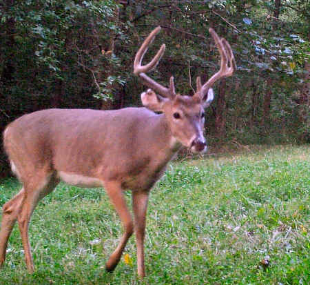 Illinois Buck