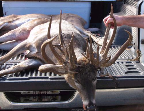 Huge Kentucky Buck!