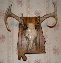 Skull Mount Plaques