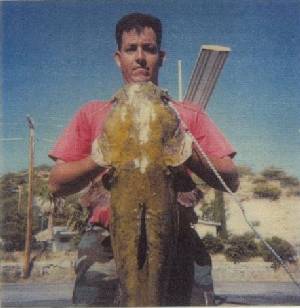 Flathead Catfish