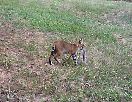 Bobcat