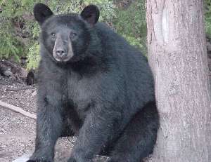 Bear In Yard