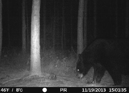 Black Bear