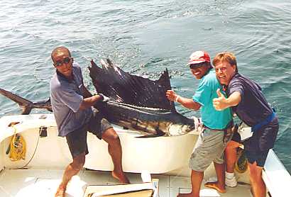 Sailfish