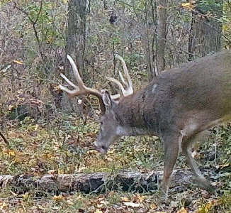 Whitetail Buck