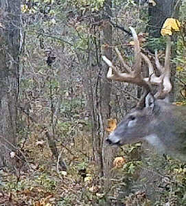 Whitetail Buck