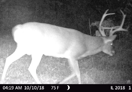 Split Tine Buck