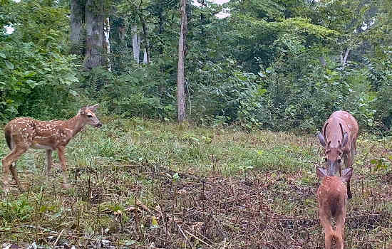 Buck and Fawns