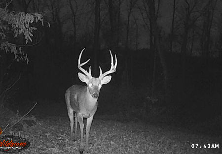 Illinois Buck