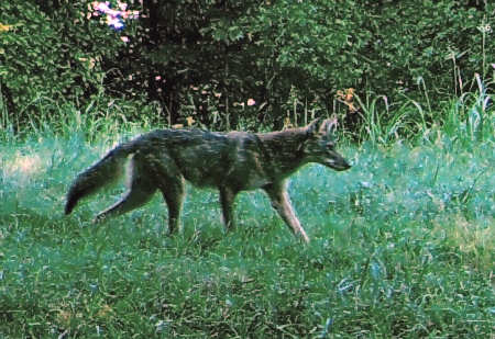 Coyote