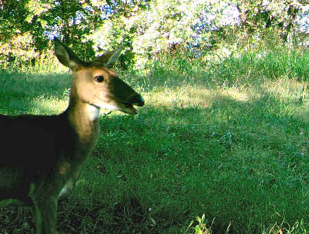 Illinois Doe