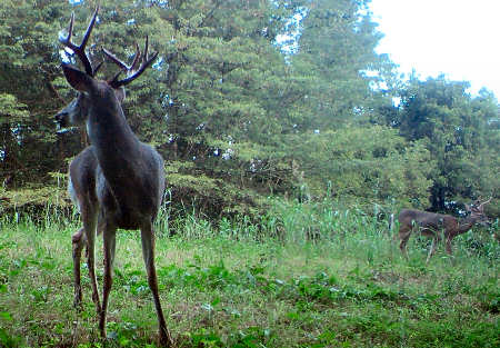 Bucks