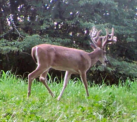 Buck in Velvet