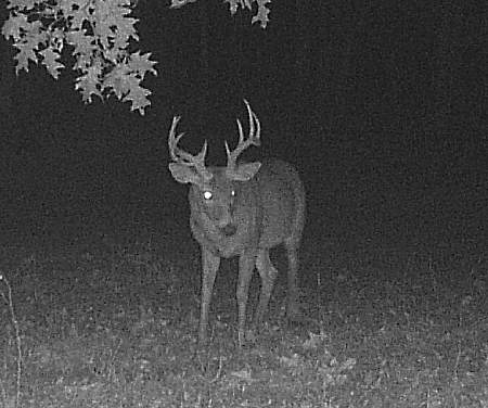 Illinois Buck