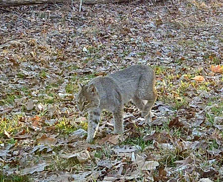Trail Camera Picture
