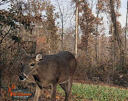 Trail Camera Picture
