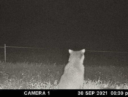 Trail Camera Photo