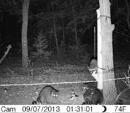 Trail Camera Picture