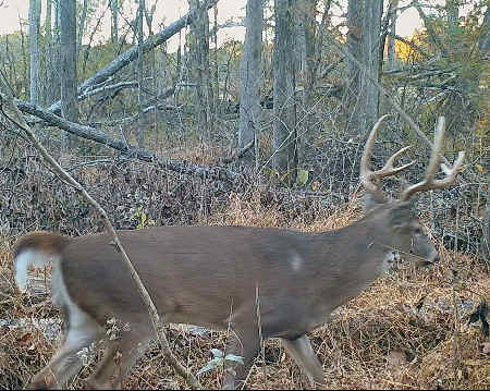 Trail Camera Photo