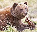 Alaska Bear