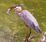 Bird Eating Fish