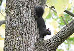 Black Squirrel