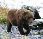 Brown Bear
