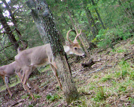 Trail Camera Picture