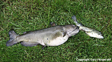 Catfish Attacked Bass!