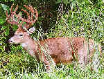 Nice Buck!