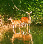 Doe and Fawn