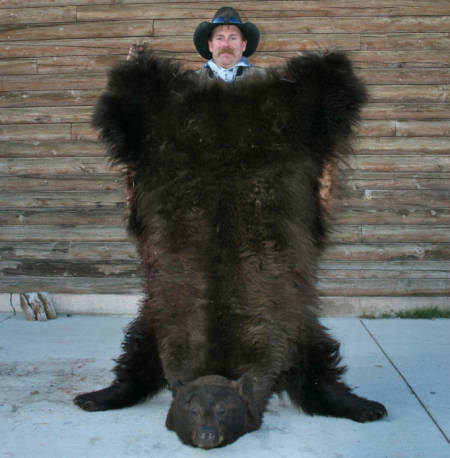 Wyoming Bear