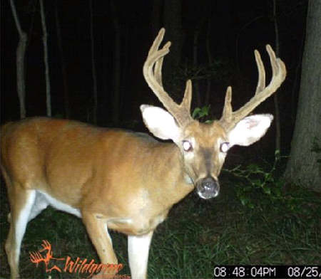 Delaware Buck