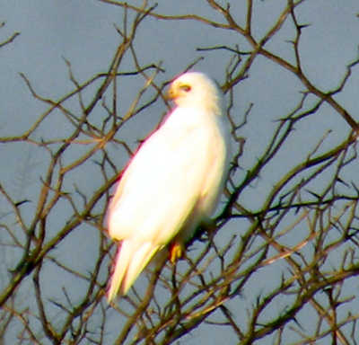 Albino Hawk