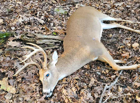 First Crossbow Deer