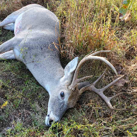 10 Point Oklahoma Buck