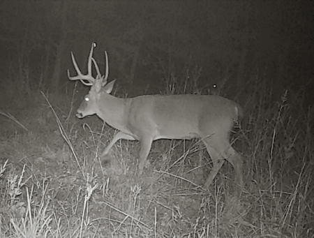 Oklahoma Buck