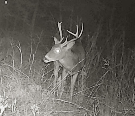 Oklahoma Buck