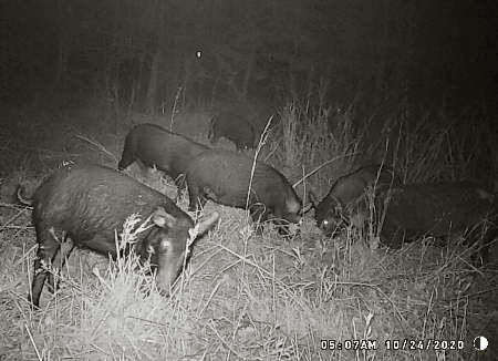 Wild Hogs in Oklahoma