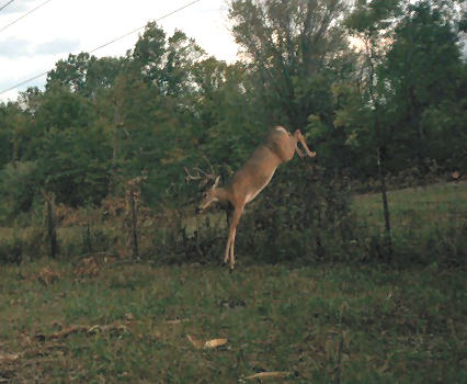 Buck Jumping Fence