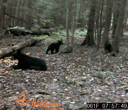 Black Bears