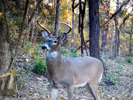 Ohio Buck