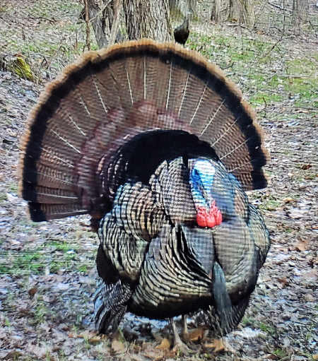 Ohio Gobbler