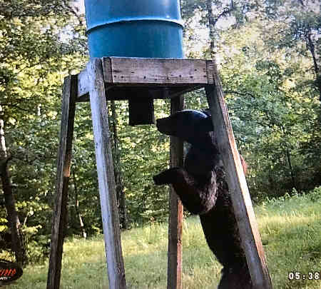 Missouri Black Bear