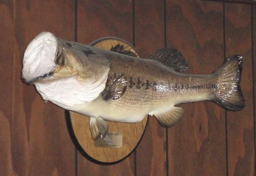 Largemouth Bass