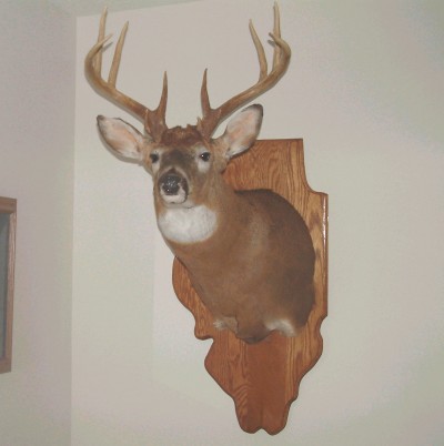 Illinois Trophy Buck