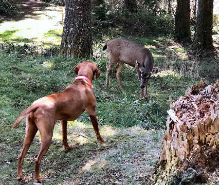 Deer and Dog